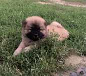 Pies szczeniak chow chow