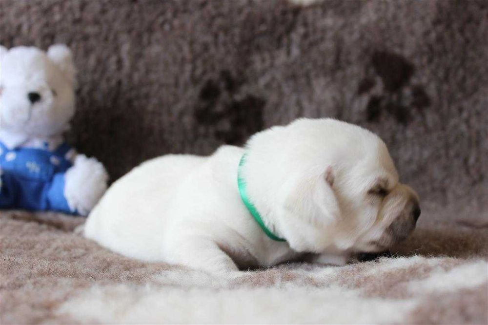 Лабрадор ретривер