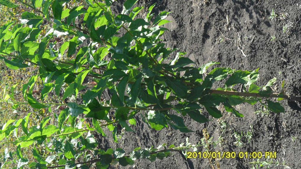 Саджанці плодових дерев, персик, сливи, груші