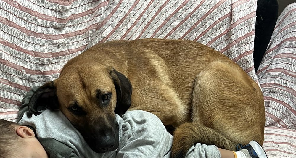 Cão para adoção ( Serra da estrela 1 ano )