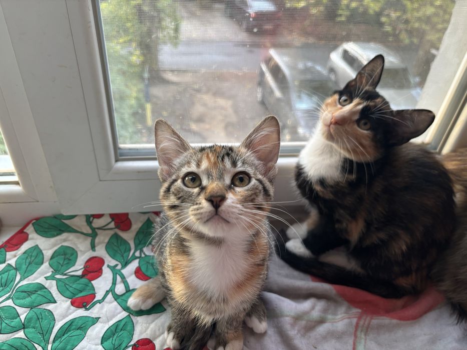 Отдам в добрые руки девочки