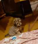 Malshi cudowny piesek