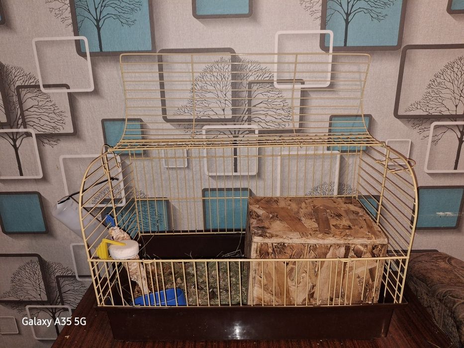 Продам морскую свинку пол года ,мальчик .Продам клетку с домиком