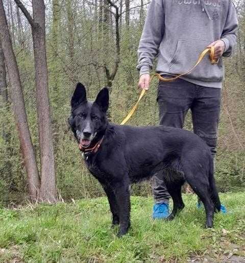 Piękna czarna Kora w typie owczarka szuka dobrego człowieka