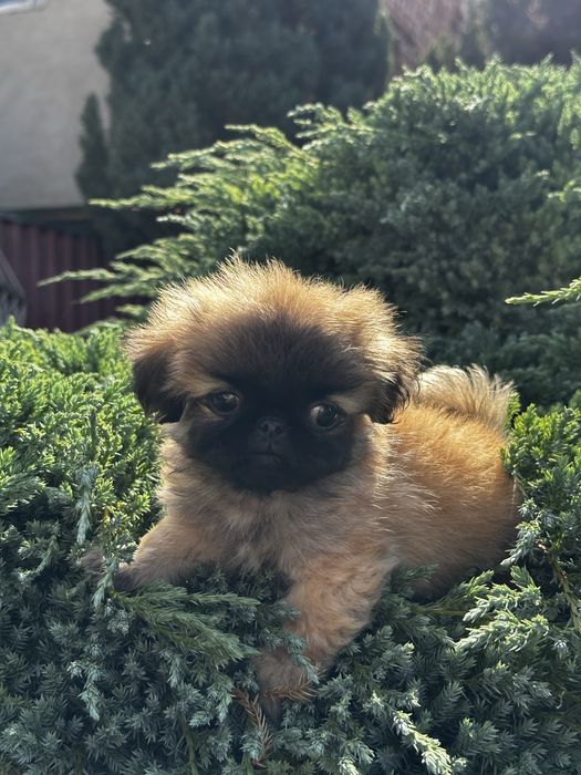 Цуценята пекінеса