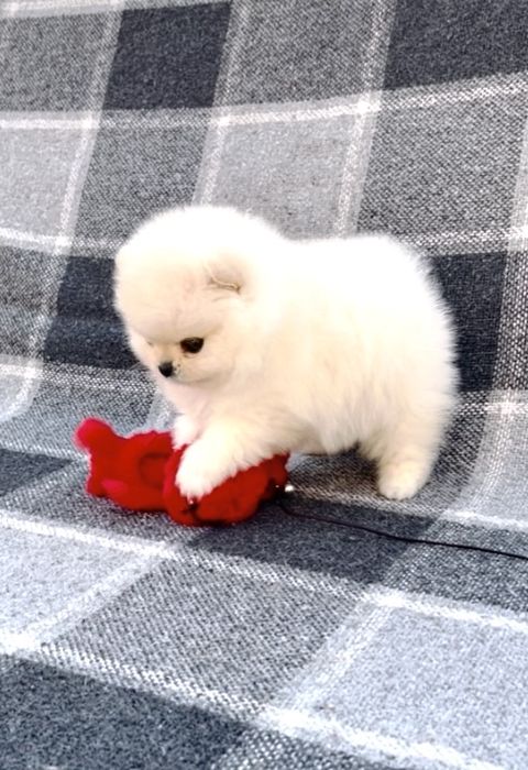 Померанская куколка