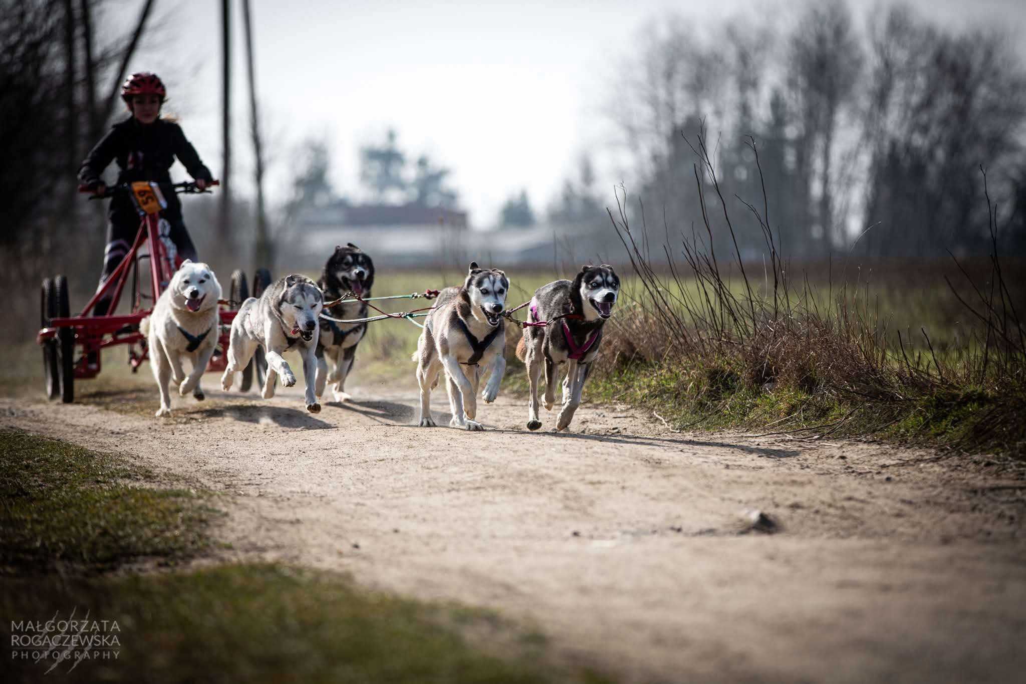Siberian Husky po pracujących rodzicach Doskonała socjalizacja