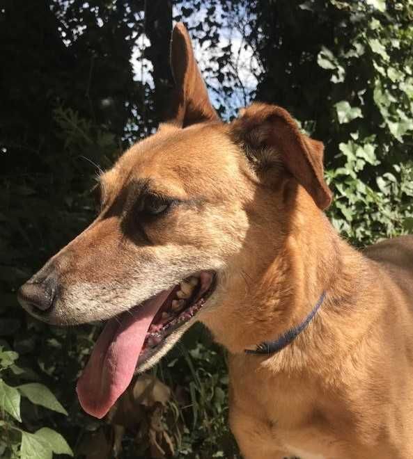 Alice - cadela média para adoção