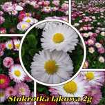 Stokrotka łąkowa