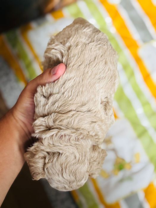 Rezerwacja - MALTIPOO 1FB - pies | 75% PUDEL TOY 25% MALTIPOO