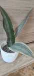 Sansevieria Metallica silver siain