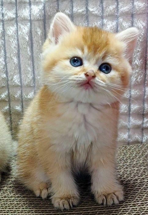 2-Золотая Шиншилла красивушая девченка