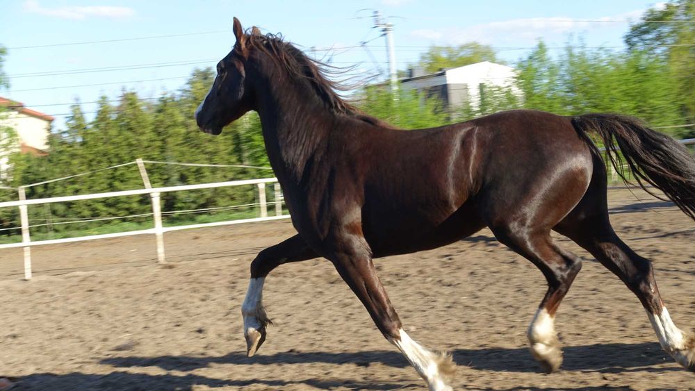 Para ogierów KWPN 3,5 letnie