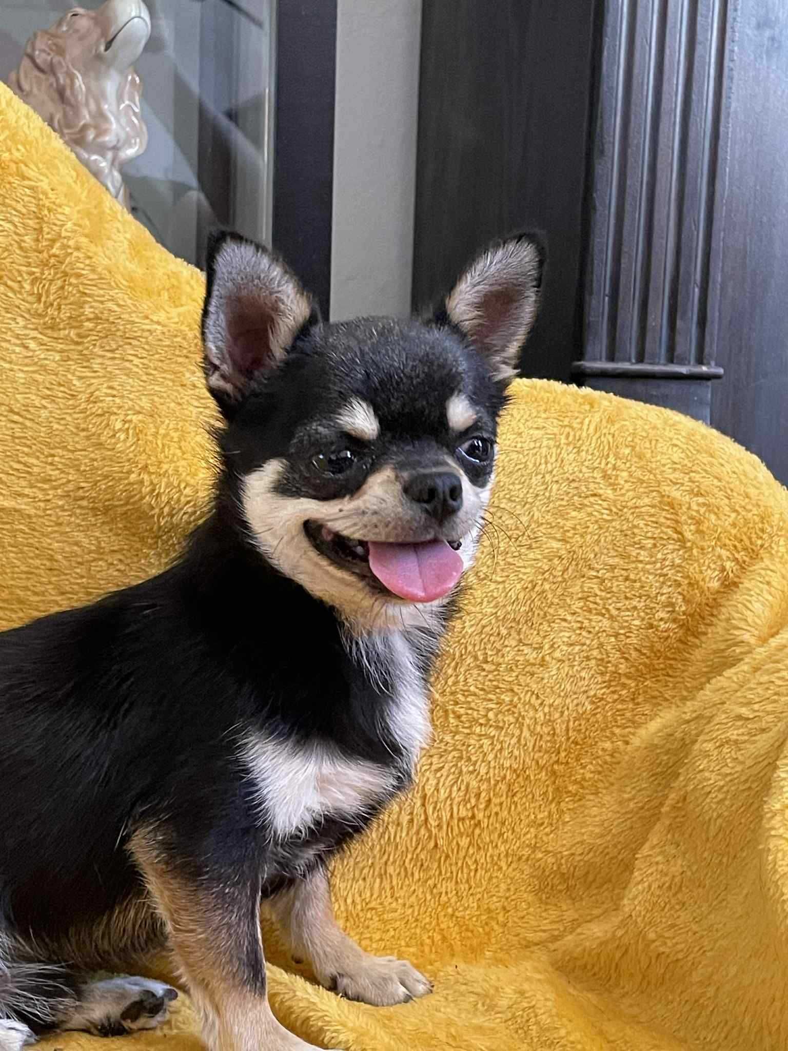 Chihuahua krótkowłosa ZKwP piesek roczny
