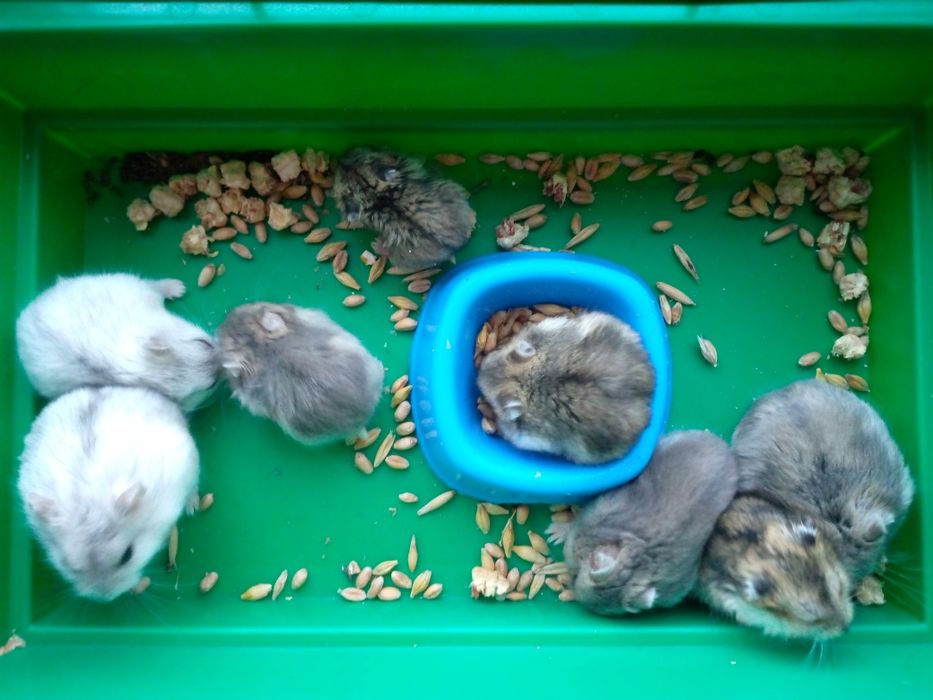 Джунгарский хомяк