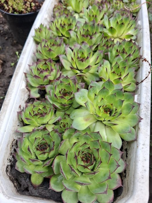 Почвопокровні рослини, грунтопокривні