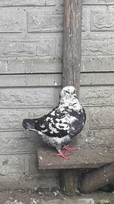 kingi ptaki gołębie ozdobne