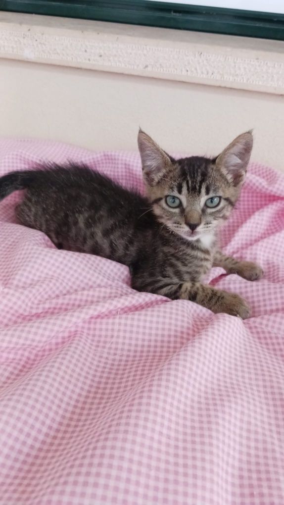 Gatinhas bebés para adoção responsável