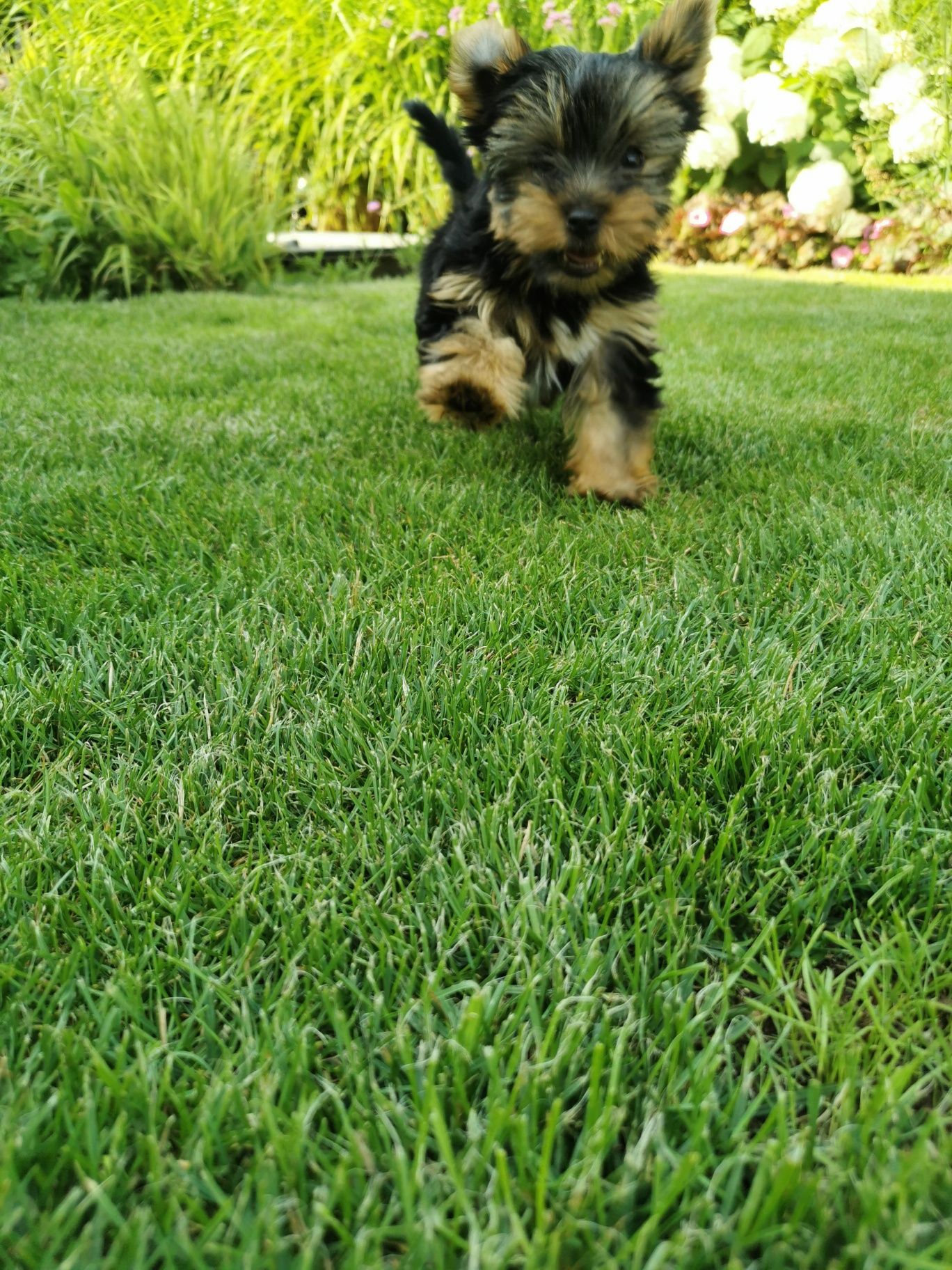 Yorkshire terrier piesek