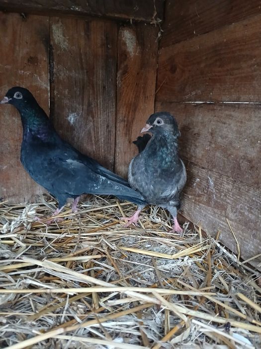 Gołębie Roztoczańskie