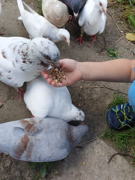 Zamienię gołębie na inne zwierzęta