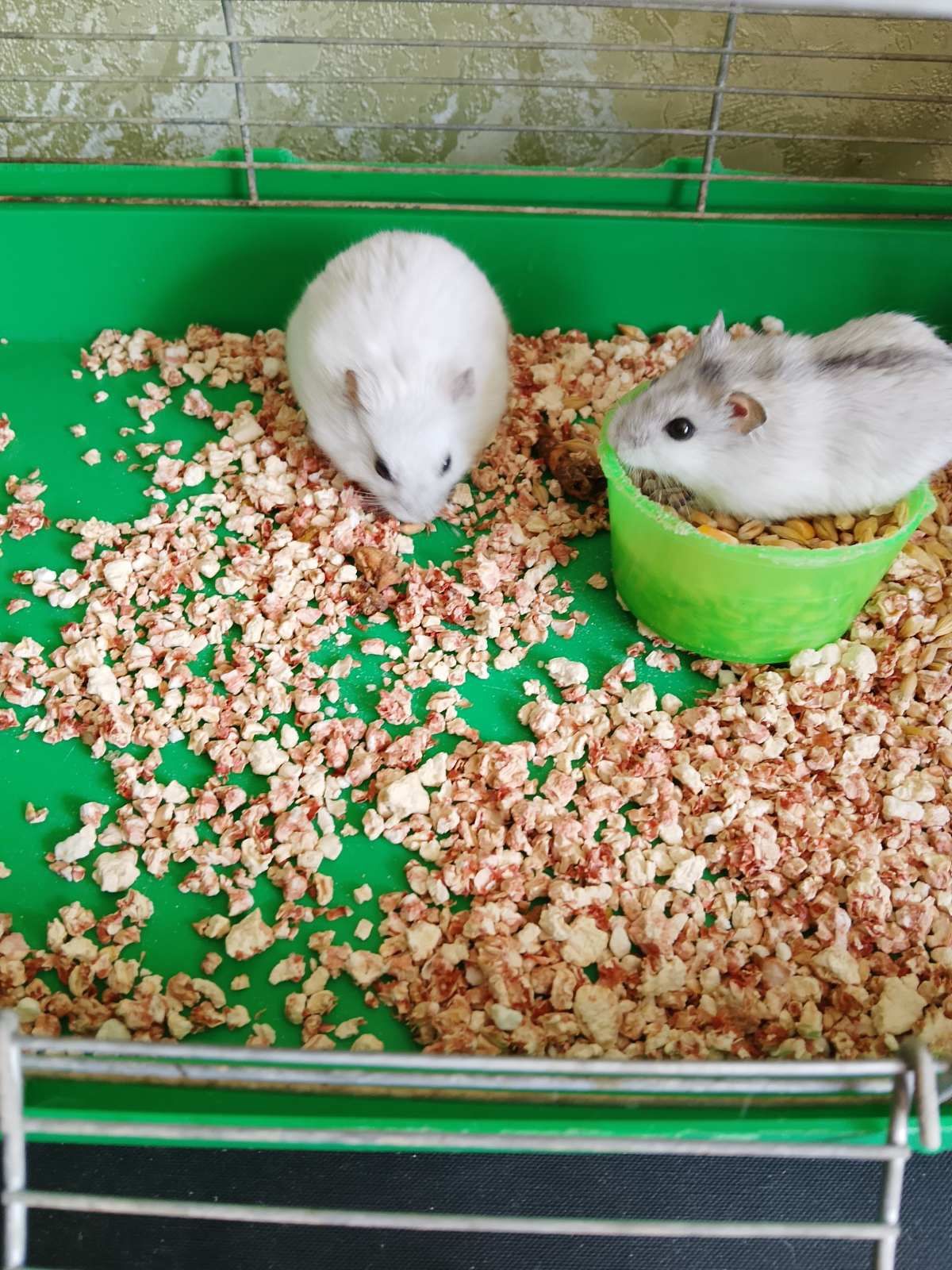 Джунгарский хомяк