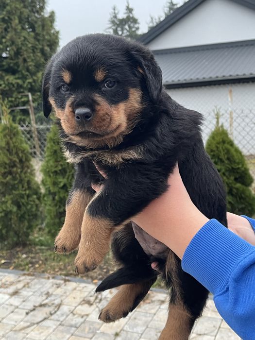 Szczeniak suczka rasy Rottweiler