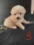 Piesek rasy maltipoo suczka