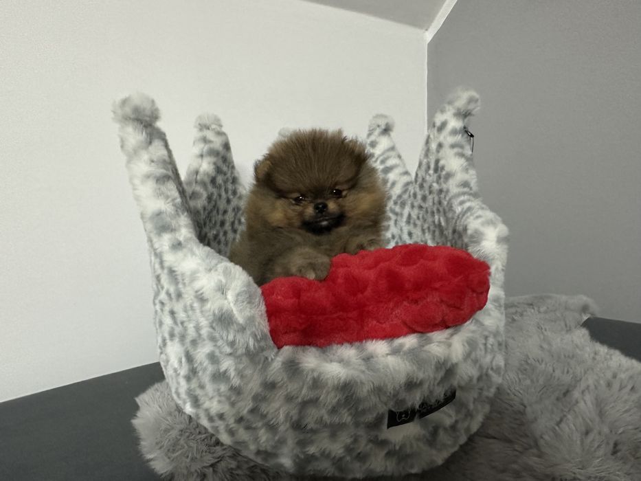 Szpic miniaturowy obłedny mini Ivo