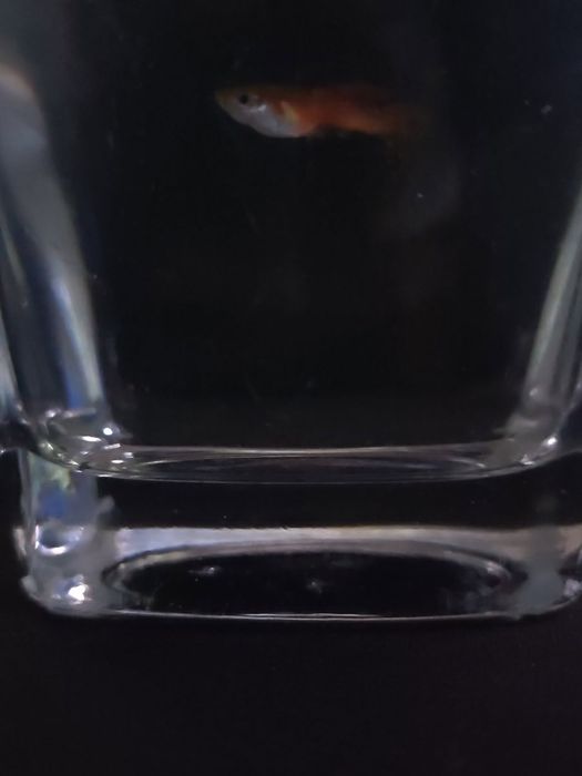 Sprzedam ryby- mieczyki razbory klinowe i neonki