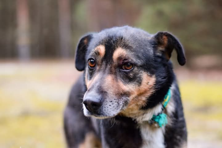 Adoptuj Kacperka