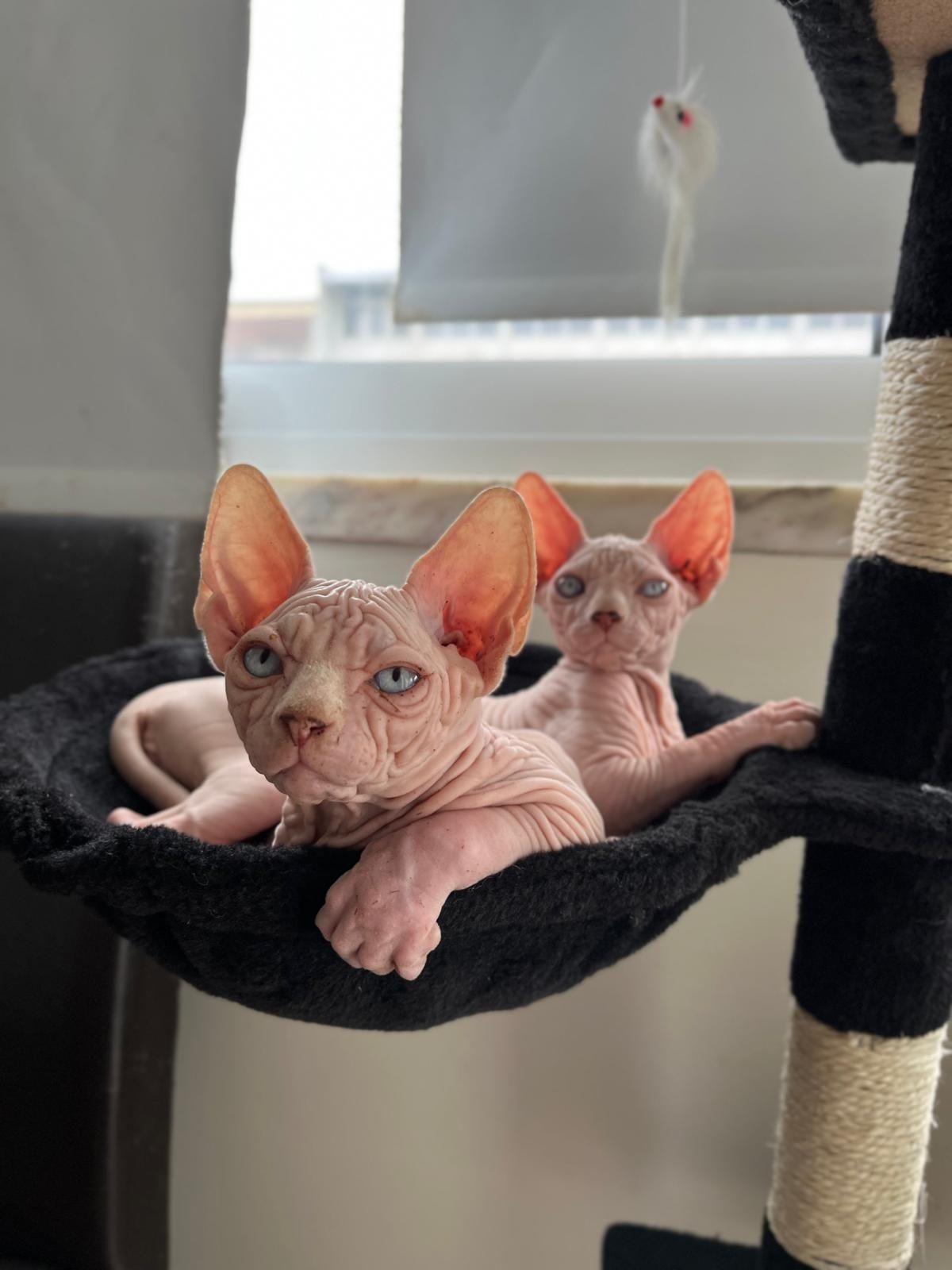 Gata sphynx com lop e afixo disponível