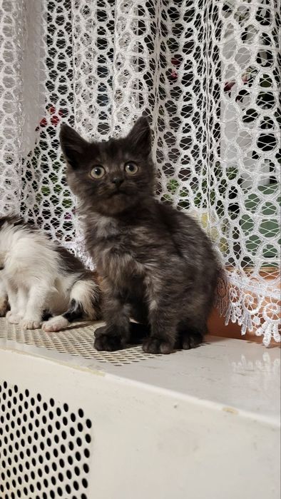 Віддам котиків у добрі руки