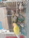 Agapornis   Novos