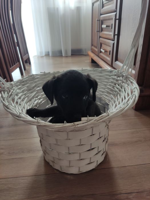 Oddam pieski w dobre ręce