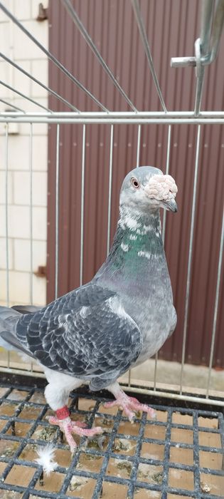 Gołębie staropolskie