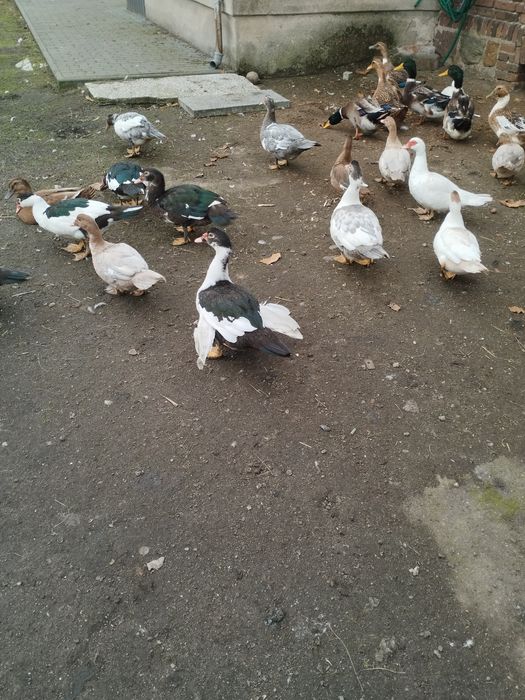 Sprzedam belgi olbrzymy