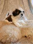 Sprzedam pieska Shih Tzu z rodowodem