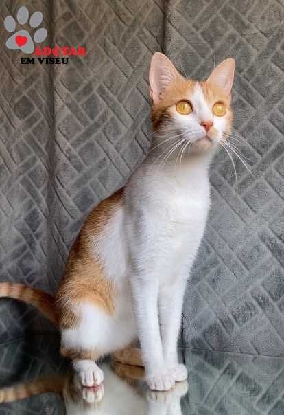 ESTERILIZADA | Gata jovem disponível para adoção responsável