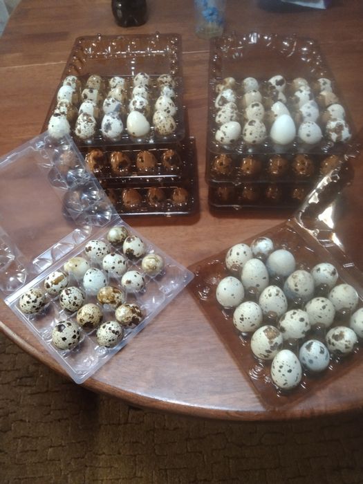 Домашнє перепелине яйце.