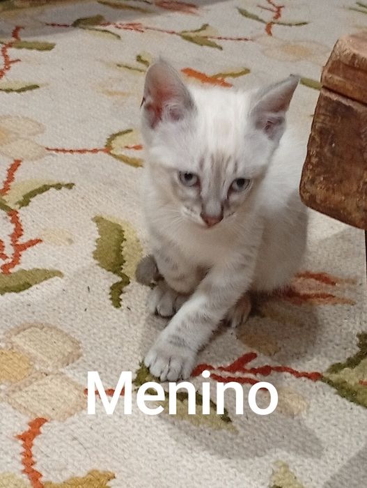 Gatos para adopção responsável