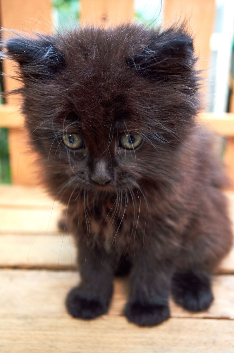 Кошенята, в хороші руки!