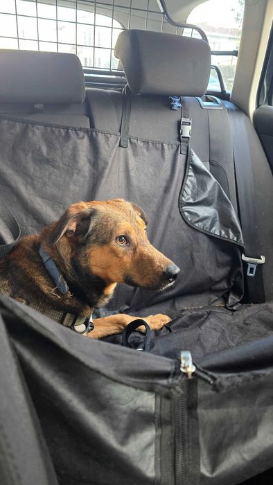 Cão jovem para adoção responsável