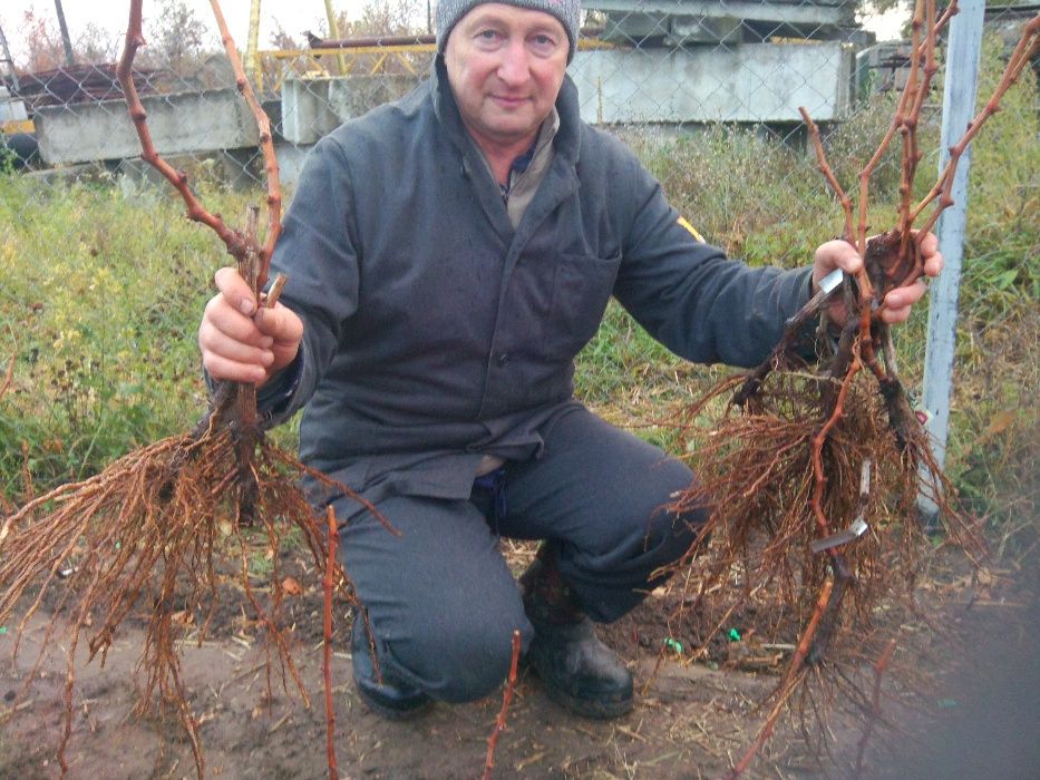 саженцы технических( винных) сортов винограда