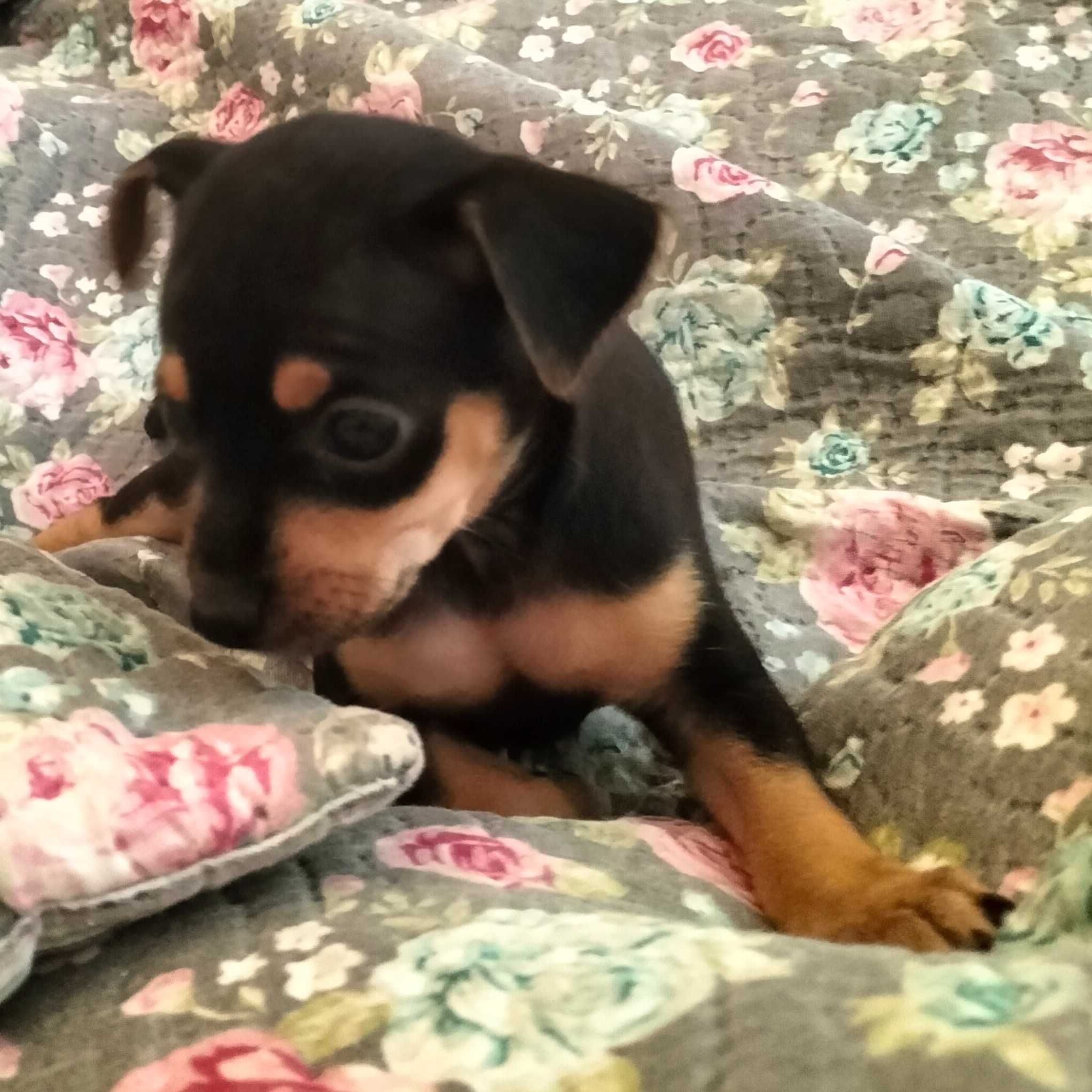Pinscher fêmea linda
