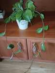 Hoya carnosa, długa