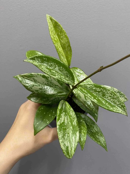 Hoya Carnosa Silver Spots Hoja