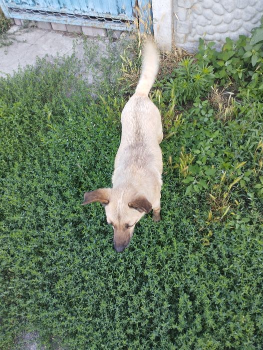 Віддам в добрі руки собаку