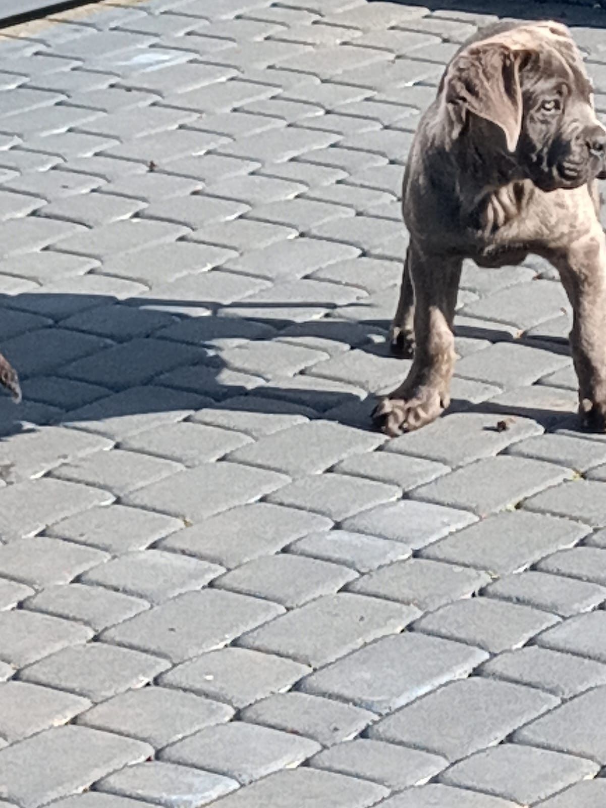 Cane Corso samiec