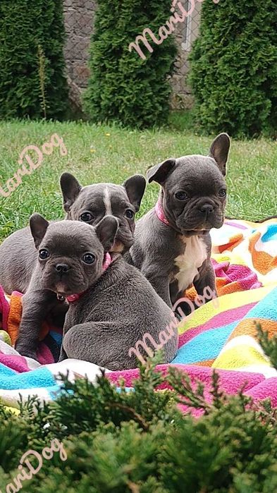 Suczka samica Buldog francuski BLUE piesek pies szczeniaki BEZ PRĘG!